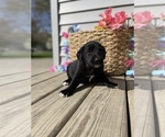 Small Photo #3 Labrador Retriever Puppy For Sale in CHESTERFIELD, MI, USA