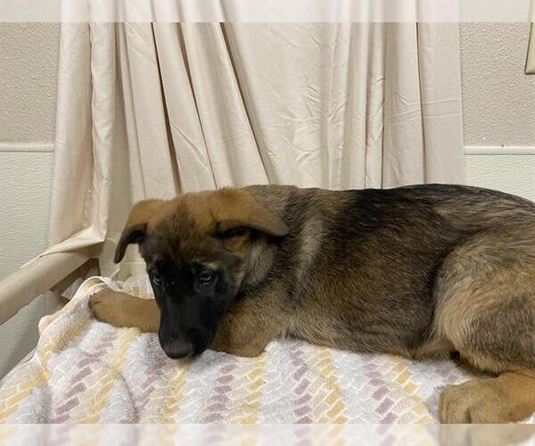 Medium Photo #1 Mutt Puppy For Sale in Modesto, CA, USA