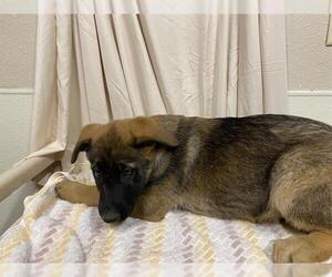 Mutt Dogs for adoption in Modesto, CA, USA