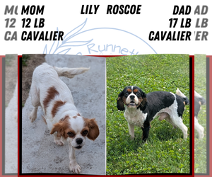 Mother of the Cavalier King Charles Spaniel puppies born on 07/29/2026