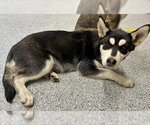 Small Photo #1 Siberian Husky Puppy For Sale in Houston, TX, USA