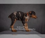 Small Photo #10 Australian Shepherd Puppy For Sale in PLEASANTON, KS, USA