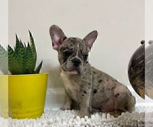 French Bulldog Puppy for sale in JOHNS ISLAND, SC, USA