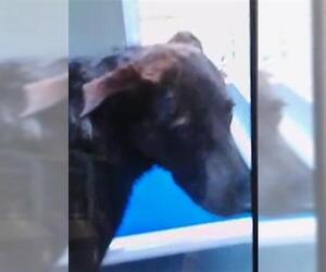 German Shepherd Dog Dogs for adoption in Tulsa, OK, USA