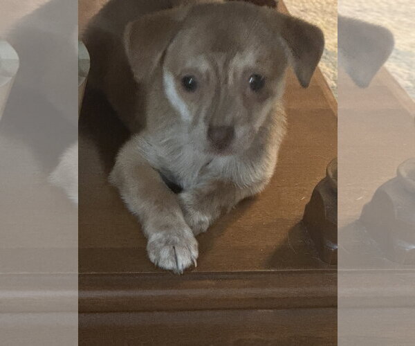 Medium Photo #4 Chihuahua-Unknown Mix Puppy For Sale in Forest, VA, USA