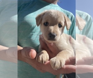 Double Doodle Puppy for sale in IRWIN, PA, USA