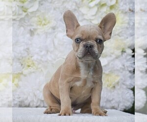 French Bulldog Puppy for sale in QUARRYVILLE, PA, USA