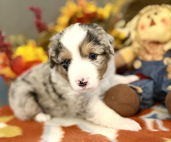 Medium Photo #12 Miniature Australian Shepherd Puppy For Sale in ANTHONY, FL, USA