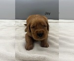 Small #4 Golden Retriever