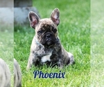 Puppy Phoenix American Bulldog-French Bulldog Mix