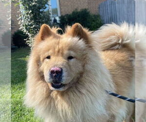 Chow Chow Dogs for adoption in Prescott, Ontario, Canada