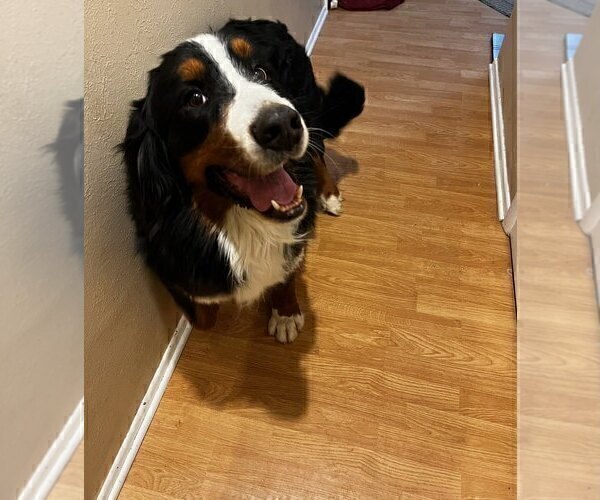 Medium Photo #1 Bernese Mountain Dog Puppy For Sale in BLACK FOREST, CO, USA
