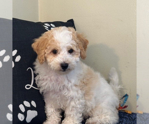 Medium Photo #2 Bichon Frise-Cavachon Mix Puppy For Sale in MOUNT VERNON, OH, USA