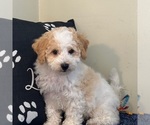 Small #1 Bichon Frise-Cavachon Mix