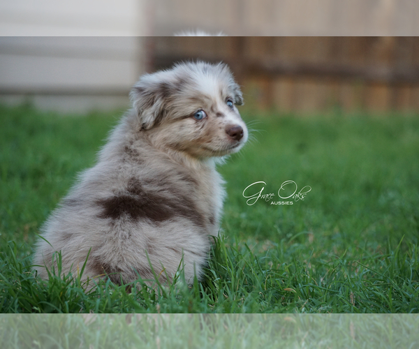 Medium Photo #3 Miniature Australian Shepherd Puppy For Sale in HOUSTON, TX, USA