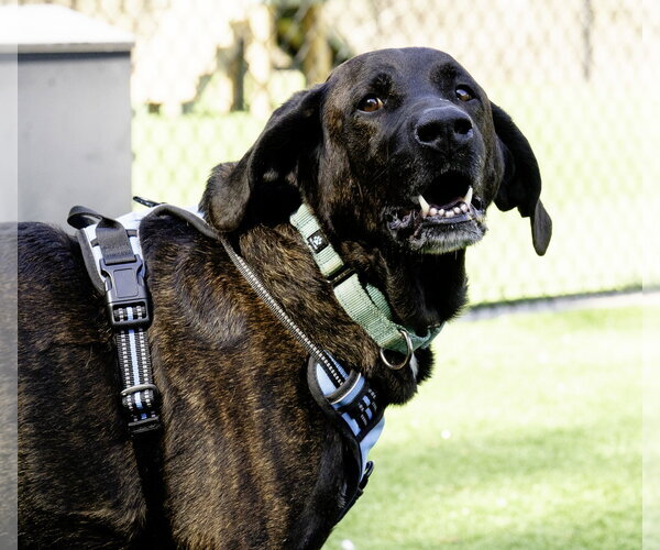 Medium Photo #6 Mountain Cur-Plott Hound Mix Puppy For Sale in Blairsville, GA, USA