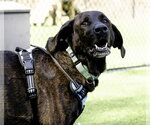 Small Photo #6 Mountain Cur-Plott Hound Mix Puppy For Sale in Blairsville, GA, USA
