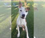 Small Labrador Retriever-Staffordshire Bull Terrier Mix