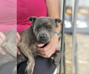 Scottie - Male Bulldog-Chihuahua Mix Dog for Adoption - Photo #2