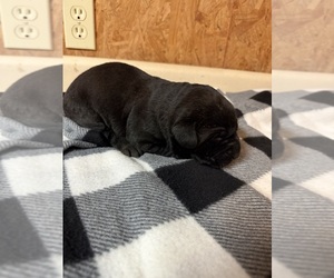 Medium Labrador Retriever