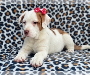 Labrador Retriever-Unknown Mix Puppy for sale in LAKELAND, FL, USA