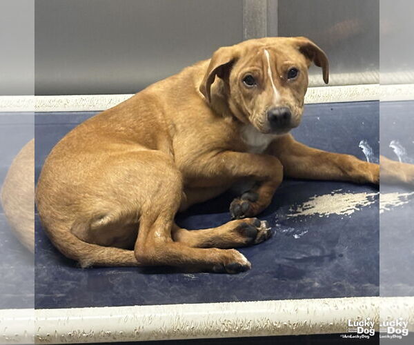 Medium Photo #2 Beagle-Unknown Mix Puppy For Sale in Washington, DC, USA