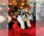 Small Photo #11 Shih Tzu Puppy For Sale in NAPLES, FL, USA