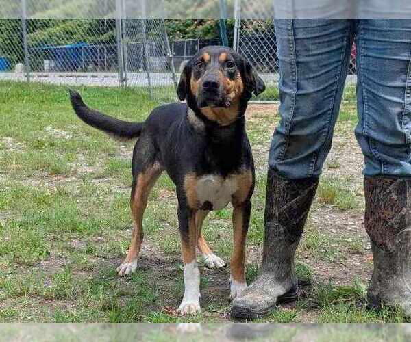 Medium Photo #3 Mutt Puppy For Sale in Anniston, AL, USA