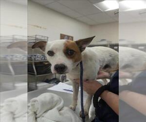 Parson Russell Terrier-Unknown Mix Dogs for adoption in Forestville, MD, USA