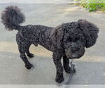 Small #1 Bichon Frise Mix