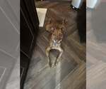 Small American Pit Bull Terrier-Labrador Retriever Mix
