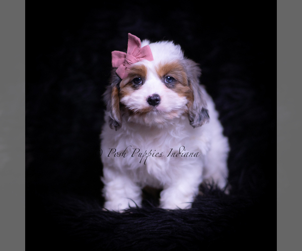 Medium Photo #4 Cavapoo (Miniature) Puppy For Sale in WARSAW, IN, USA