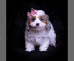 Small #3 Cavapoo (Miniature)