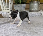 Small #3 Boston Terrier