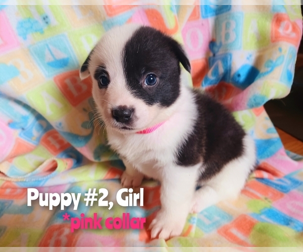 Medium Photo #1 Aussie-Corgi Puppy For Sale in PHILOMATH, OR, USA