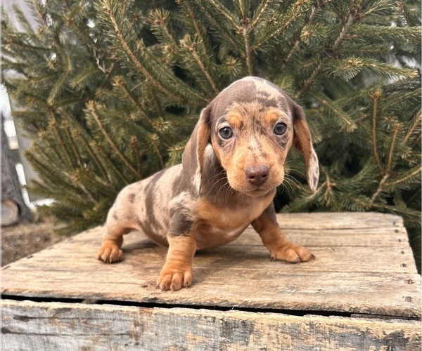 Medium Photo #1 Dachshund Puppy For Sale in MIDDLEBURY, IN, USA