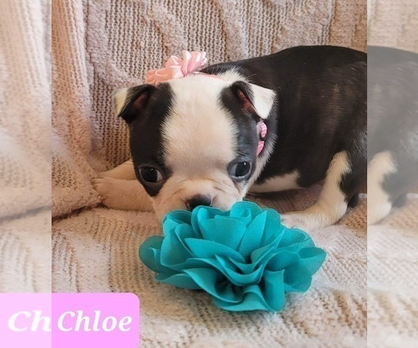 Medium Photo #10 Boston Terrier Puppy For Sale in POMEROY, OH, USA