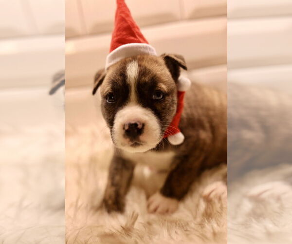 Medium Photo #3 Bulldog-Unknown Mix Puppy For Sale in Duluth, MN, USA