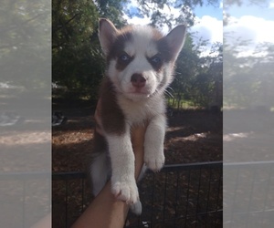 Siberian Husky Puppy for sale in FLORENCE, SC, USA