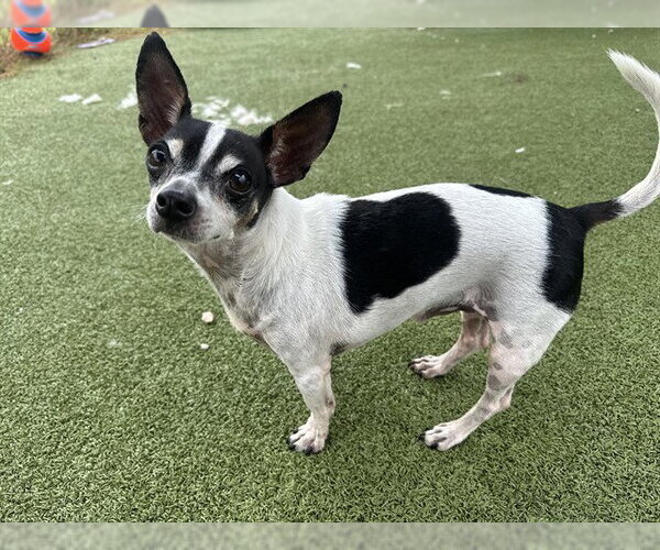 Medium Photo #1 Chihuahua-Unknown Mix Puppy For Sale in Pasadena, TX, USA