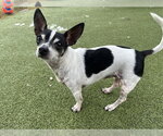 Small Chihuahua Mix