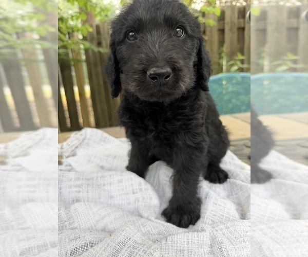 Medium Photo #1 Labradoodle Puppy For Sale in PEMBROKE, GA, USA