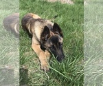 Small Photo #3 Belgian Malinois Puppy For Sale in WEST PLAINS, MO, USA