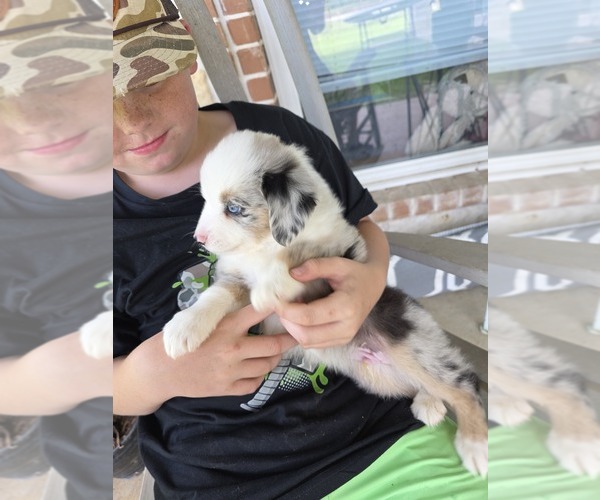 Medium Photo #3 Miniature Australian Shepherd Puppy For Sale in APPLE SPRINGS, TX, USA