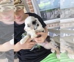 Puppy Blue Merle Miniature Australian Shepherd