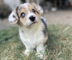 Small #4 American Corgi