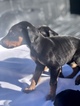 Small Photo #5 Doberman Pinscher Puppy For Sale in SUISUN CITY, CA, USA