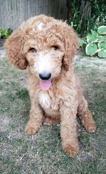 Medium Photo #1 Goldendoodle Puppy For Sale in TULSA, OK, USA