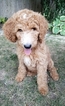 Small Photo #1 Goldendoodle Puppy For Sale in TULSA, OK, USA