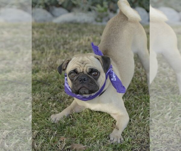 Medium Photo #3 Pug Puppy For Sale in Dana Point, CA, USA